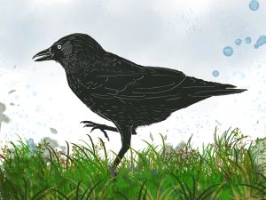 An image of a jackdaw in black has grass, sky and paint splatter effects added digitally